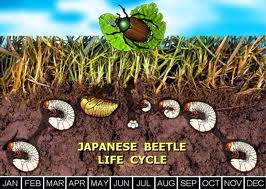 Japanese Beetle Lifecycle